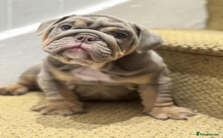 English Bulldog dogs - Advert 11