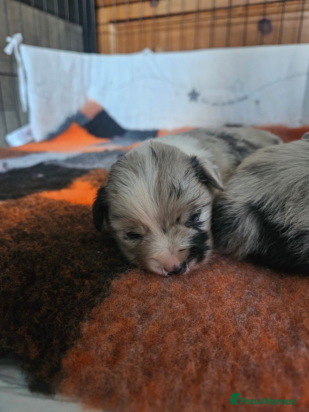 Mixed Breed dogs for sale: Border Chi Puppies Mini Collies!  - Image 2