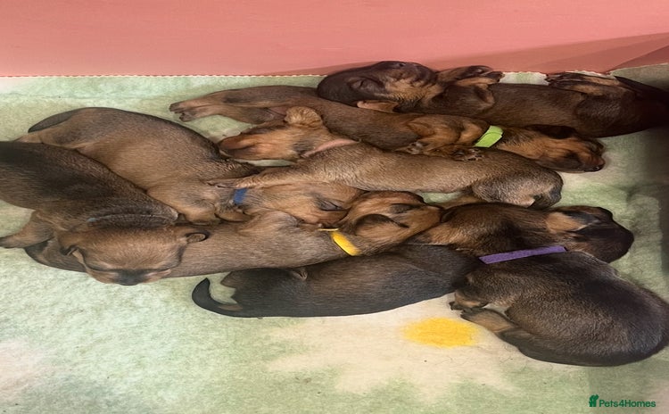 Dachshund dogs - Advert 5