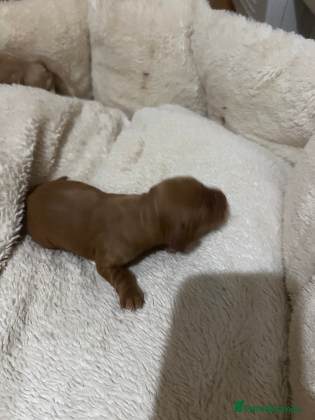 Cocker Spaniel dogs for sale: KC registered working spaniels Puppies-Cornwall  - Advert 8