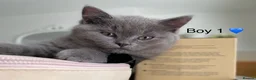 British Shorthair cats for sale: Beautiful GGCF British Shorthair X Ragdoll Kittens - Advert 5