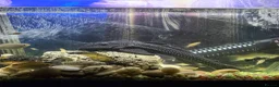 Catfish fish for sale: Common Male Pleco 28cm Fish Ready 4 New Large Tank - Advert 1