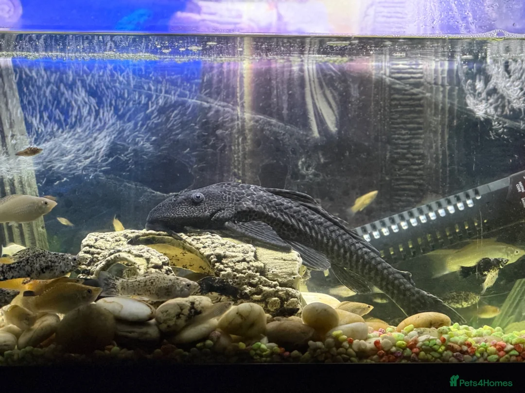 Catfish fish for sale: Common Male Pleco 28cm Fish Ready 4 New Large Tank - Advert 1