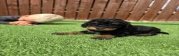Jackapoo dogs for sale: Jackapoo Puppies - Advert 13