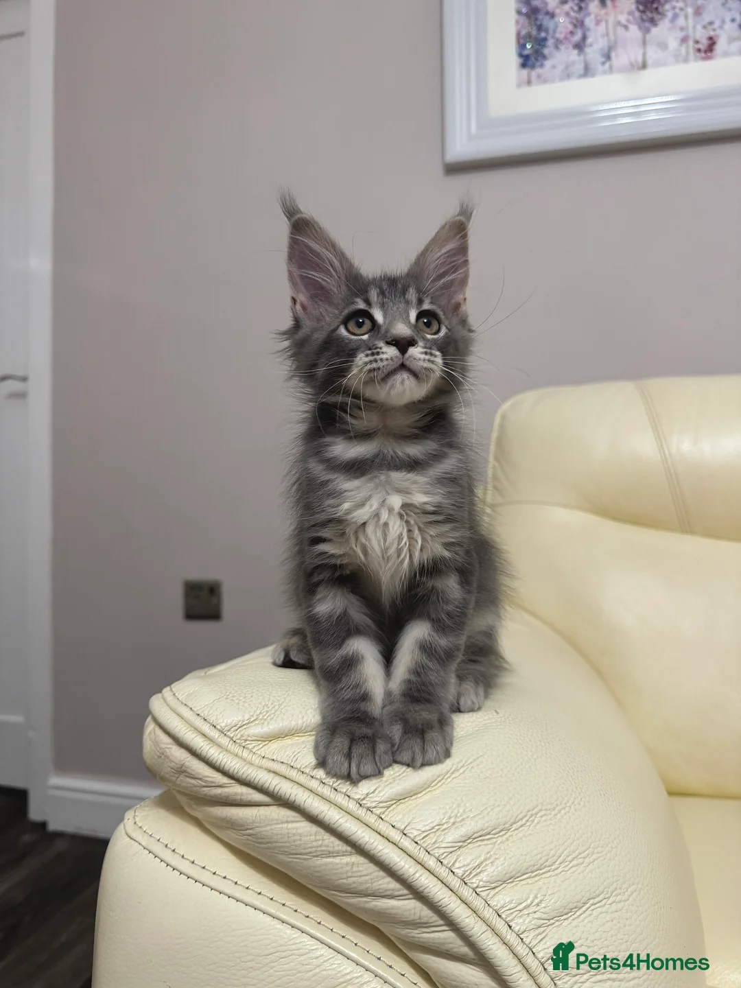 Maine Coon cats for sale: MaineCoonKitten🏆20+gen🧬Outstadning Full Pedigree - Advert 15