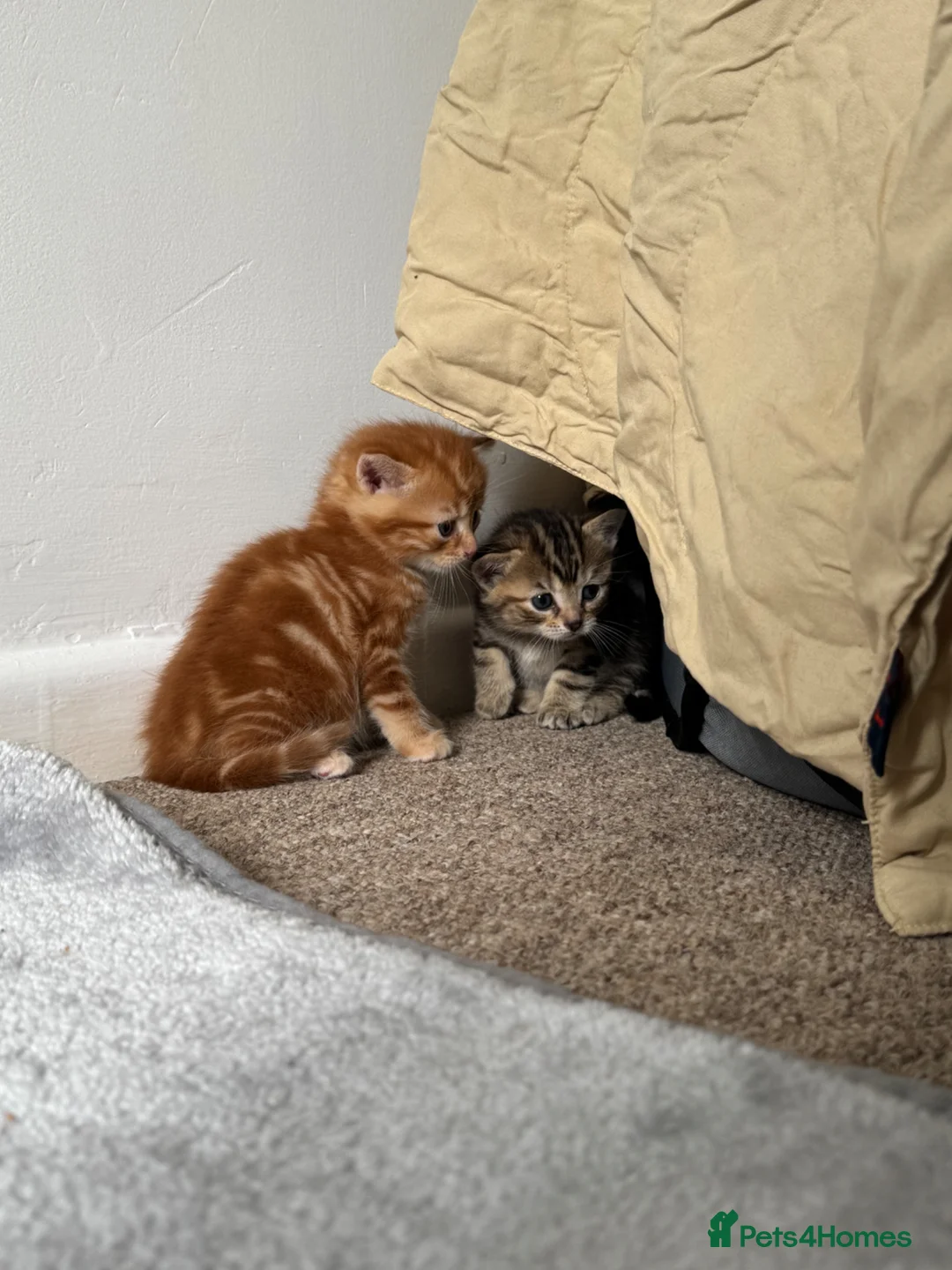 British Shorthair cats for sale: Half British Shorthair kittens - Advert 2