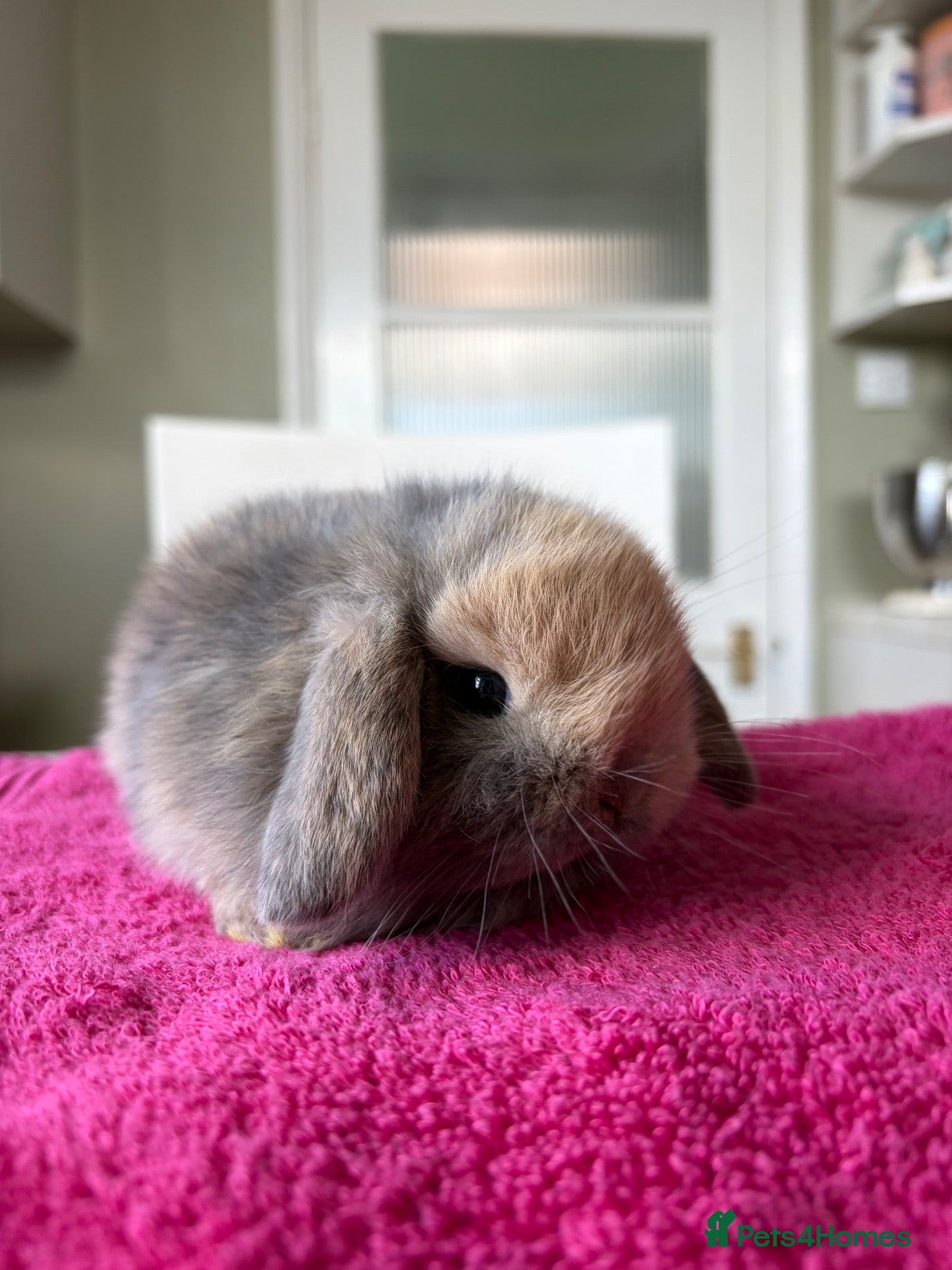Mini Lop rabbits Pure Bred Mini Lops  - Advert 1