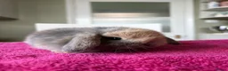 Mini Lop rabbits for sale: Pure Bred Mini Lops  - Advert 1