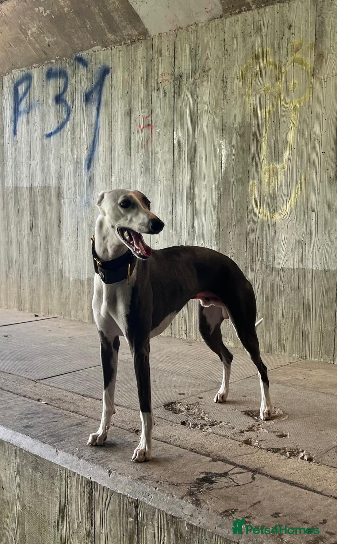 Whippet dogs for stud: Whippet For Stud in Eastbourne - Advert 10