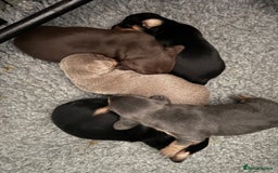 Miniature Dachshund dogs for sale: Gorgeous Mini Dachshund Smooth Puppies - Image 4