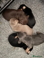 Miniature Dachshund dogs - Advert 5