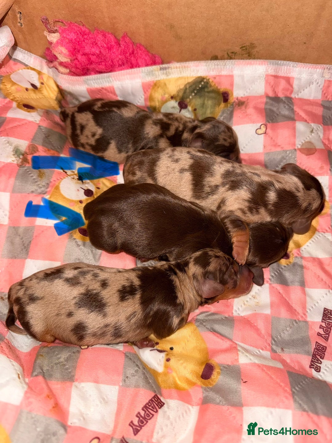 Miniature Dachshund dogs for sale: Miniature dachshund puppies - Image 5