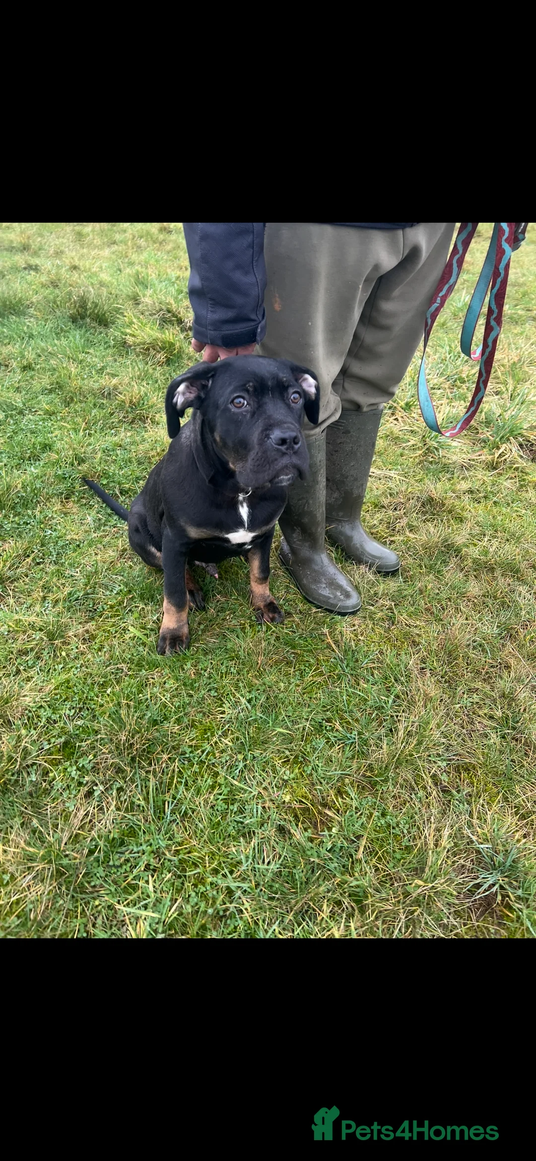 Mixed Breed dogs for sale: Staffy cross  - Advert 1