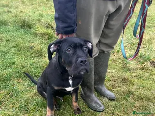 Mixed Breed dogs Staffy cross - Advert 2