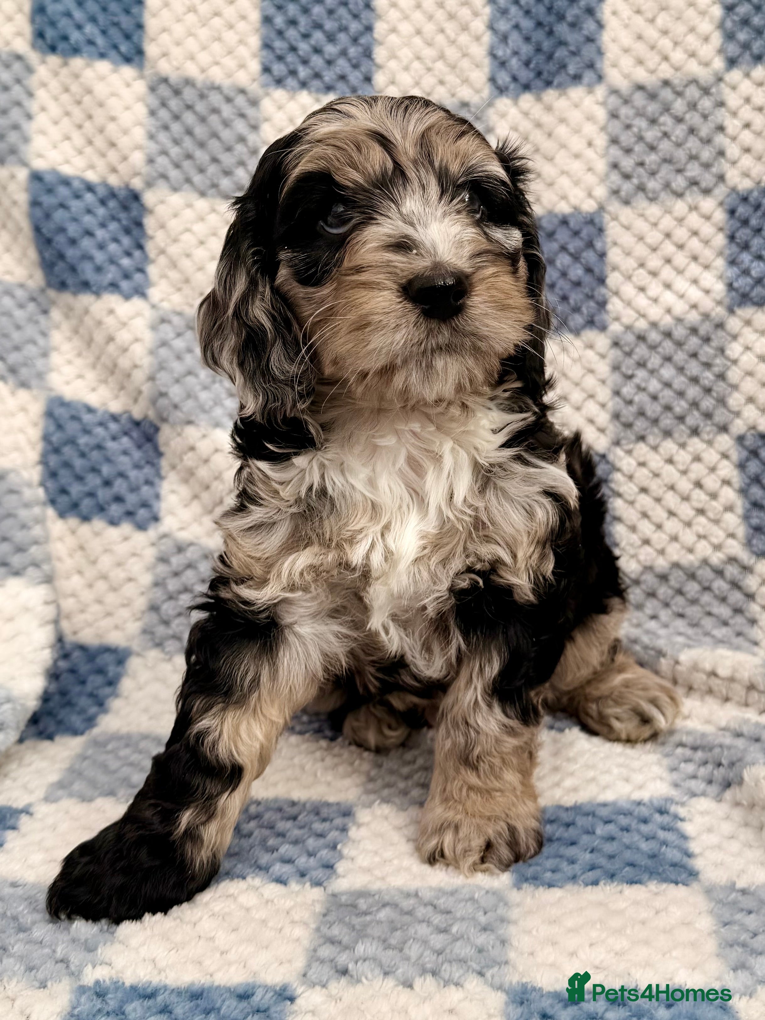 Cockapoo dogs F1 Cockapoo Puppies - Advert 3