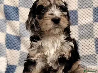 Cockapoo dogs F1 Cockapoo Puppies - Advert 7