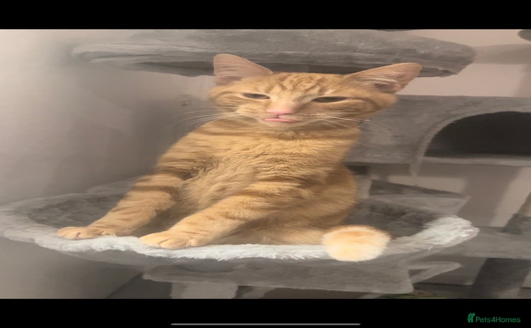 Mixed Breed cats - Advert 11