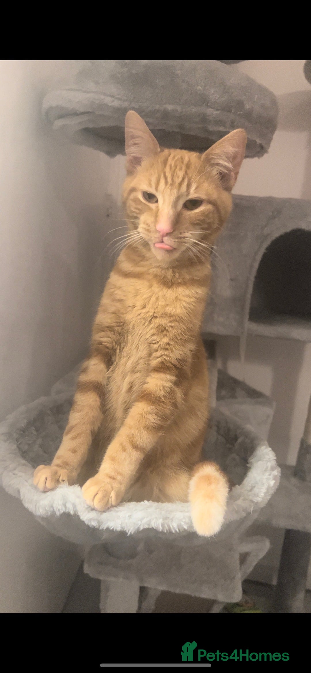 Mixed Breed cats for sale: Free for adoption  - Image 1