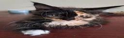 Maine Coon cats for sale: Maine Coon Kittens for Sale - Advert 24