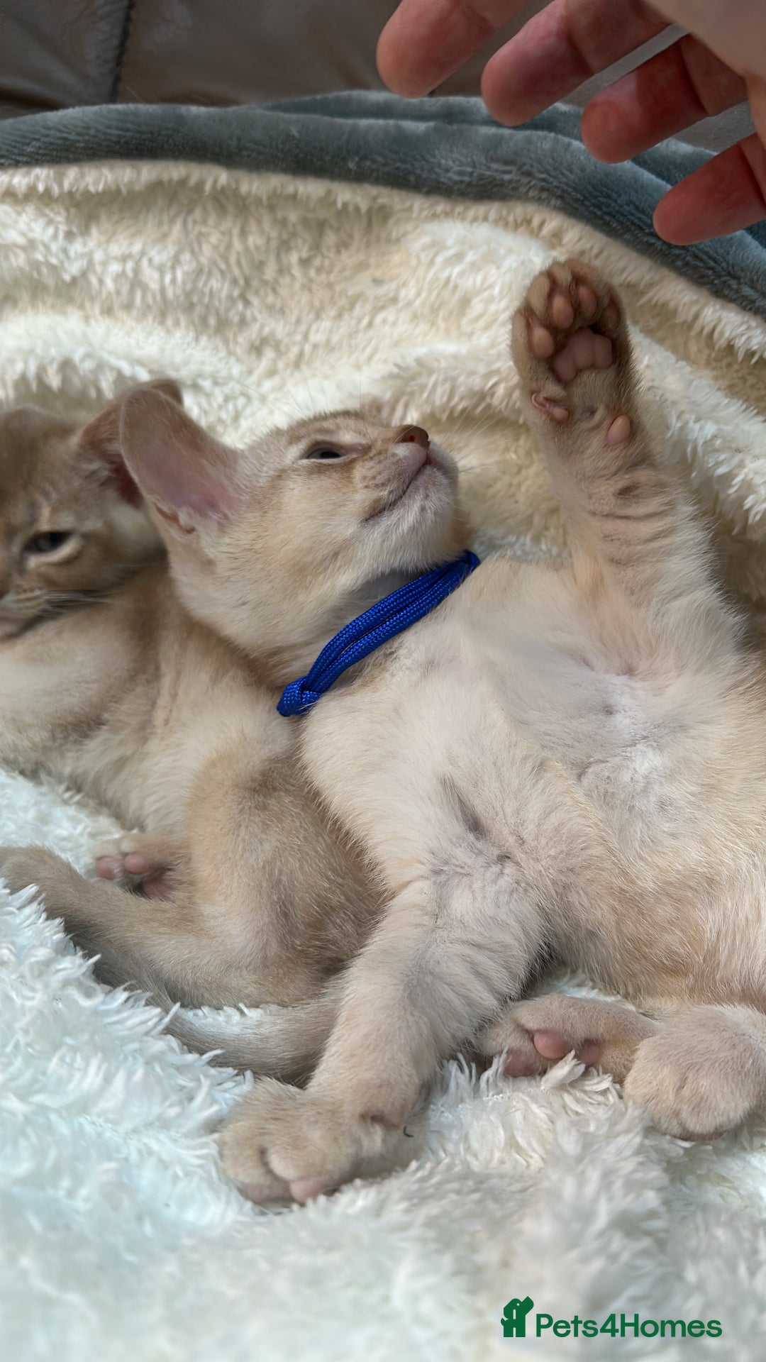Abyssinian cats for sale: Ready to go TODAY! Delivery ✅ Neutered ✅ - Image 10