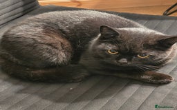 British Shorthair cats for sale: Black british short hair  - Image 2