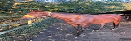 English Thoroughbred horses for sale: Sweet Project Mare - Advert 3