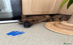 Belgian Shepherd Dog dogs for sale: Belgian Malinois puppies🐾 - Image 16