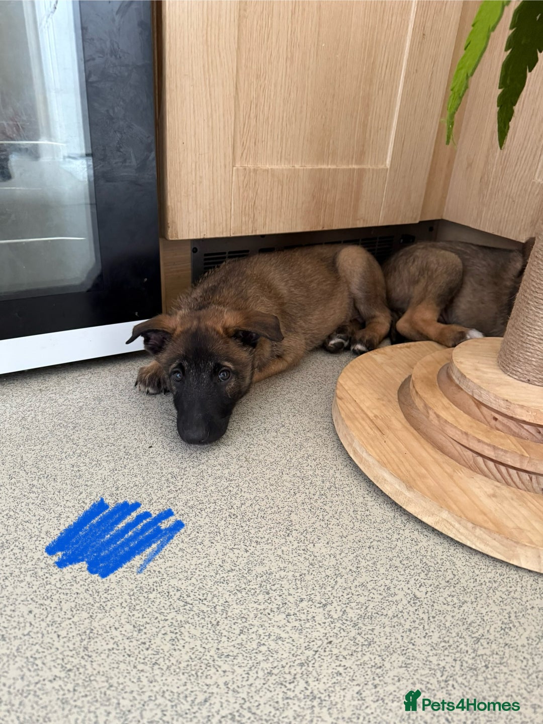 Belgian Shepherd Dog dogs for sale: Belgian Malinois puppies🐾 - Image 16