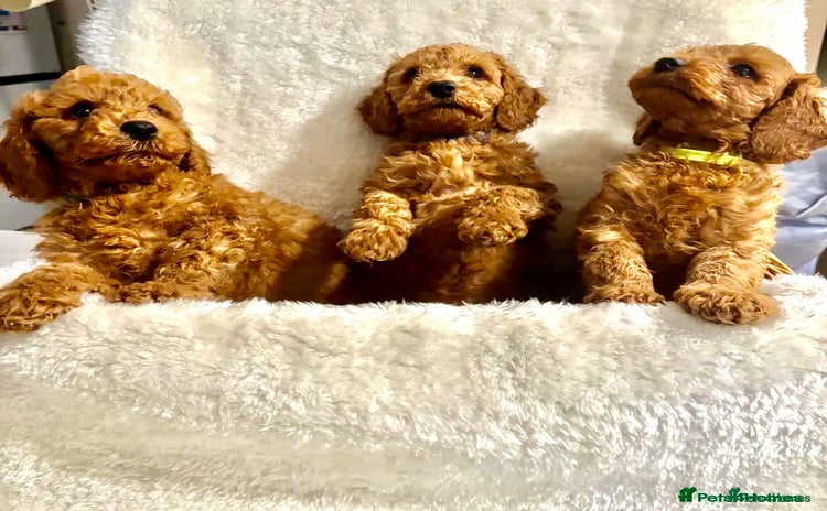 Cavapoo dogs - Advert 2