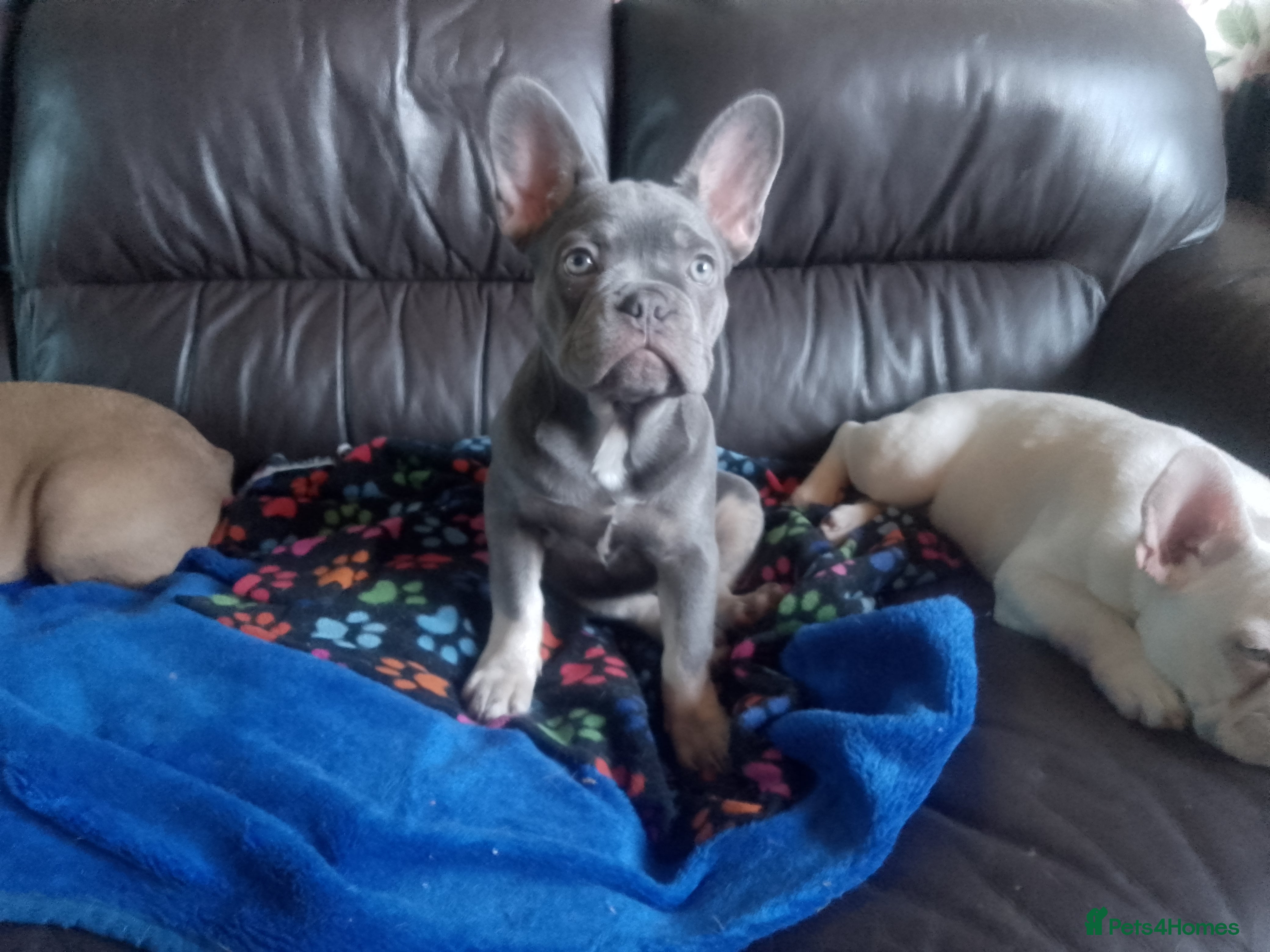 French Bulldog dogs french bulldog puppys - Advert 8