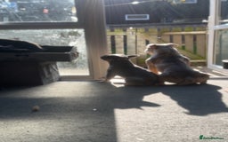 French Bulldog dogs for sale: Luna 1 year old Frenchie  - Image 5