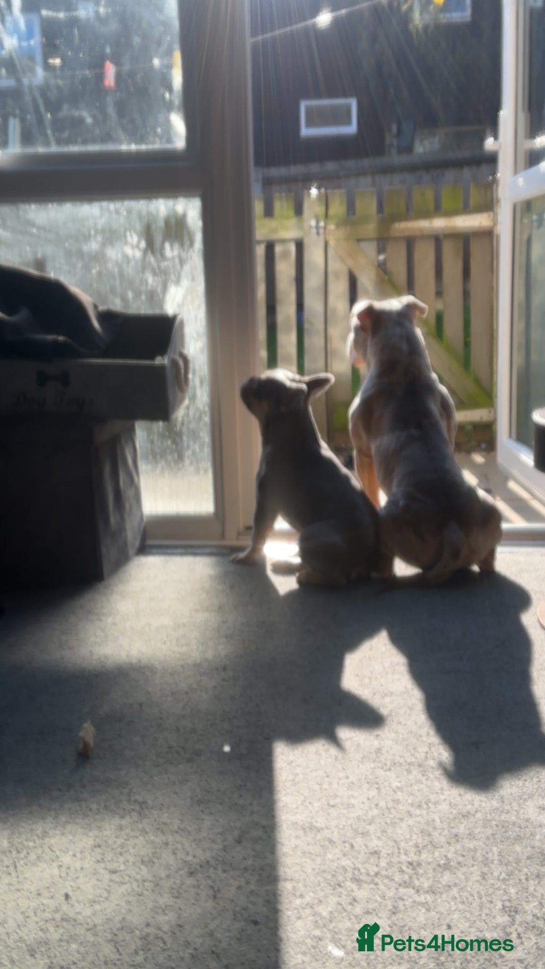 French Bulldog dogs for sale: Luna 1 year old Frenchie  - Image 5