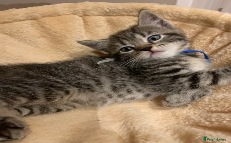 Mixed Breed cats - Advert 4