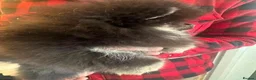 Pomeranian dogs for sale: KC Russian/taiwan Femail Poms - Advert 7