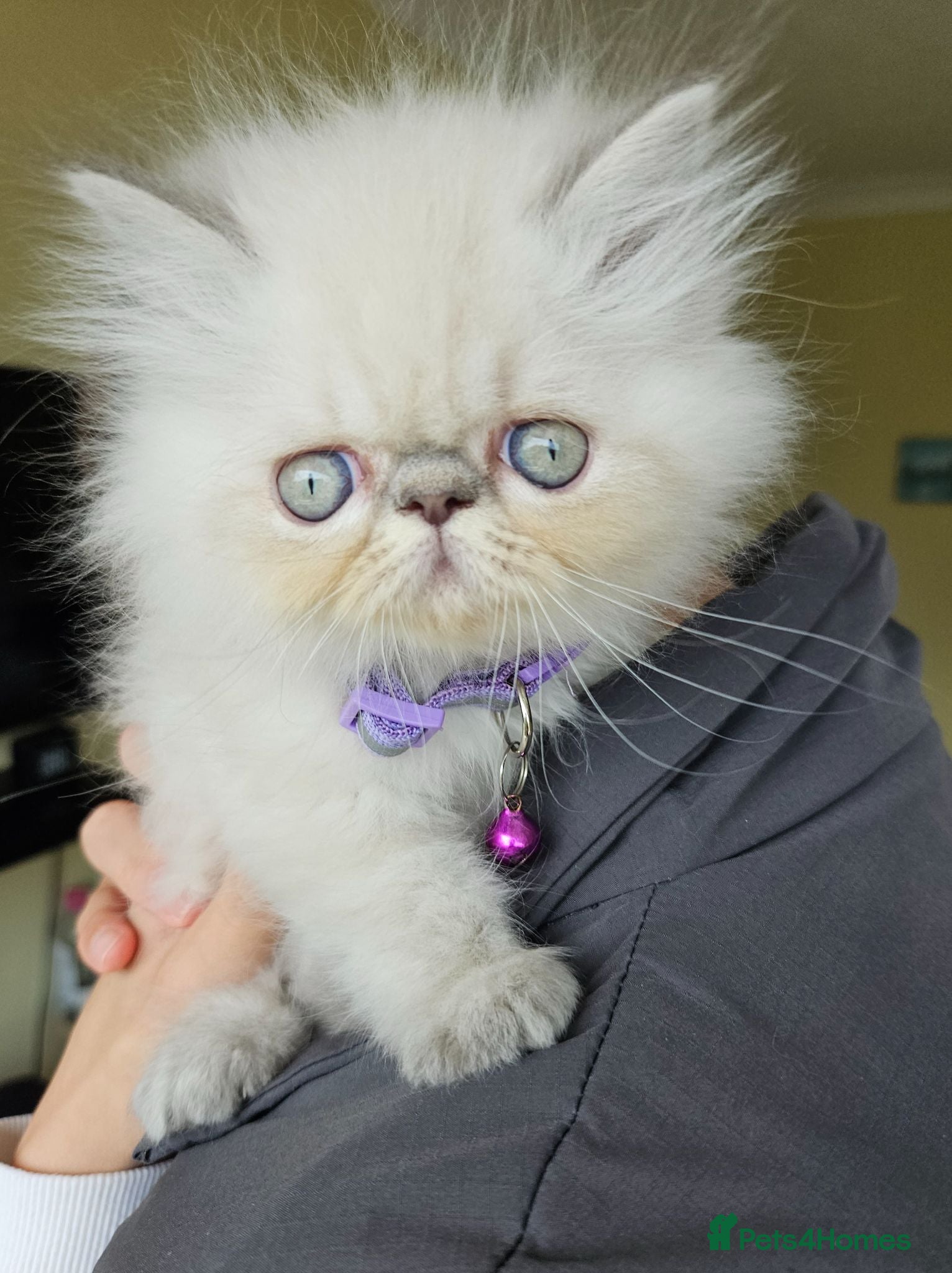 Persian cats Stunning Pedigree Persian Girl  - Advert 7