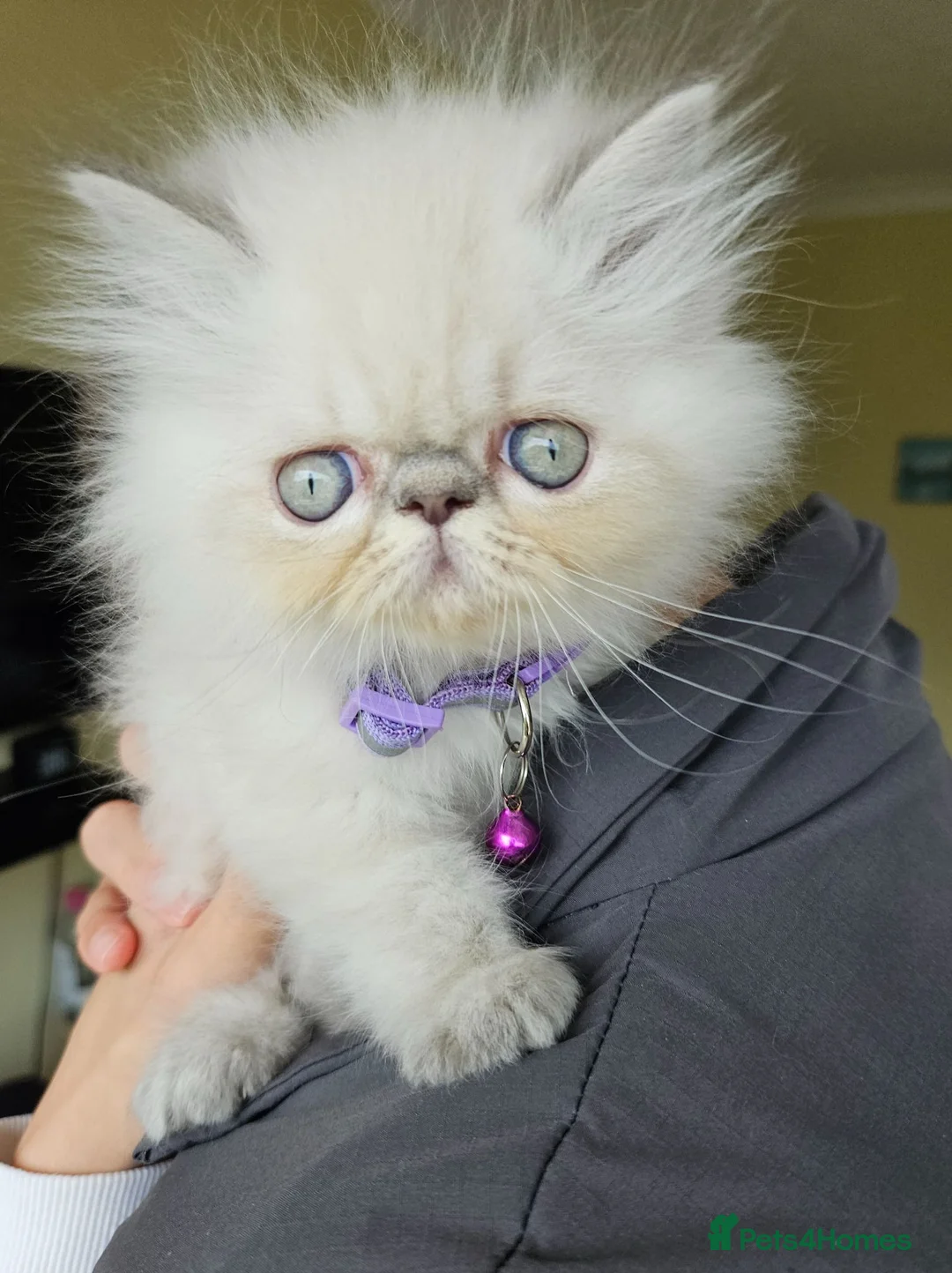 Persian cats for sale: Stunning Pedigree Persian Girl  - Advert 1