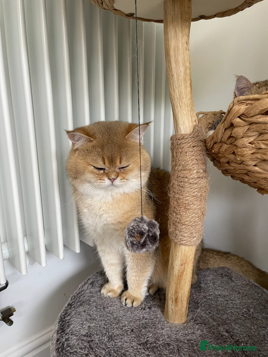 Scottish Fold cats for stud: NY11 GOLDEN CHINCHILLA SCOTTISH FOLD MALE FOR STUD - Advert 9