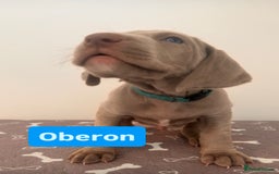 Weimaraner dogs for sale: Weimaraner litter - Image 6