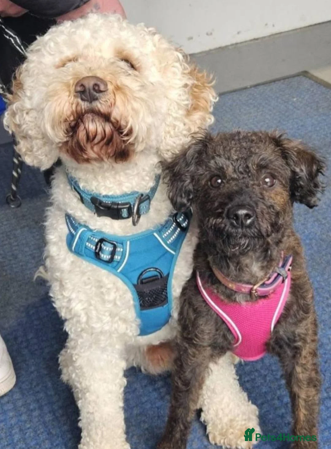 Mixed Breed dogs for sale: Puppies for sale in Newcastle upon Tyne - Advert 4