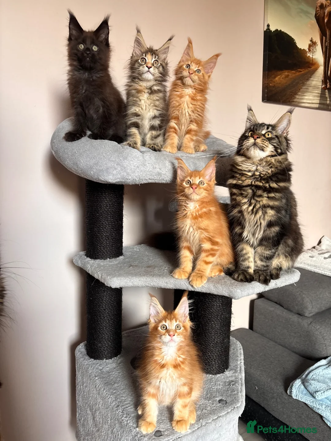 Maine Coon cats for sale: ✨5 Gorgeous GCCF Pure Bred MC kittens  in Burton-on-Trent - Advert 2