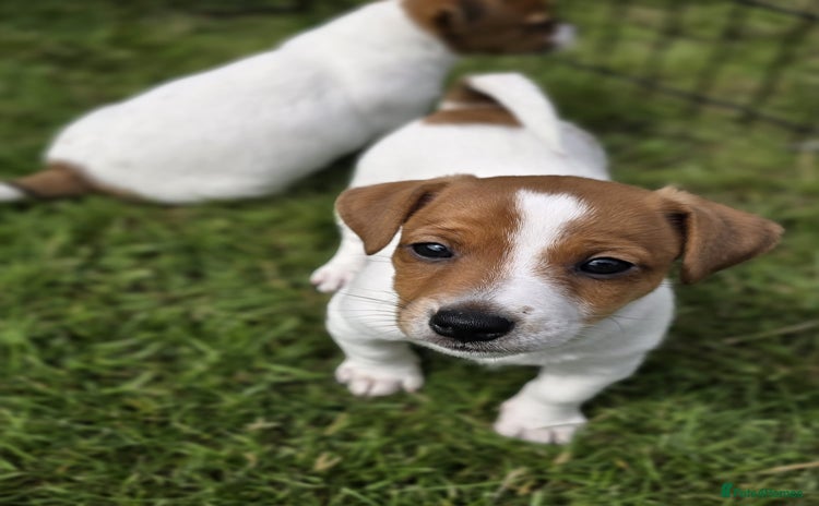 Jack Russell dogs - Advert 15