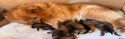 Pomeranian dogs for sale: Fluffy Pomeranian Puppies  - Advert 3