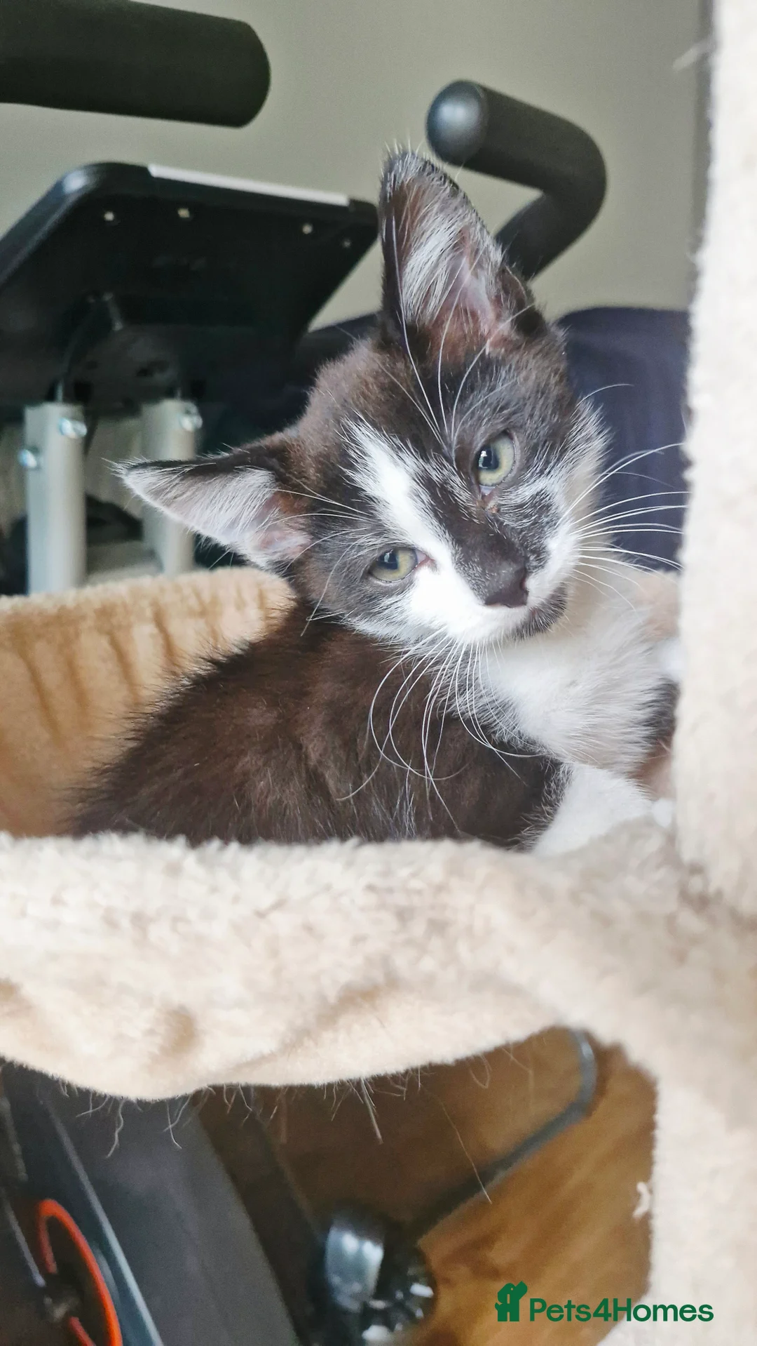 Mixed Breed cats for sale: 3 male kittens ready for a new home - Advert 14