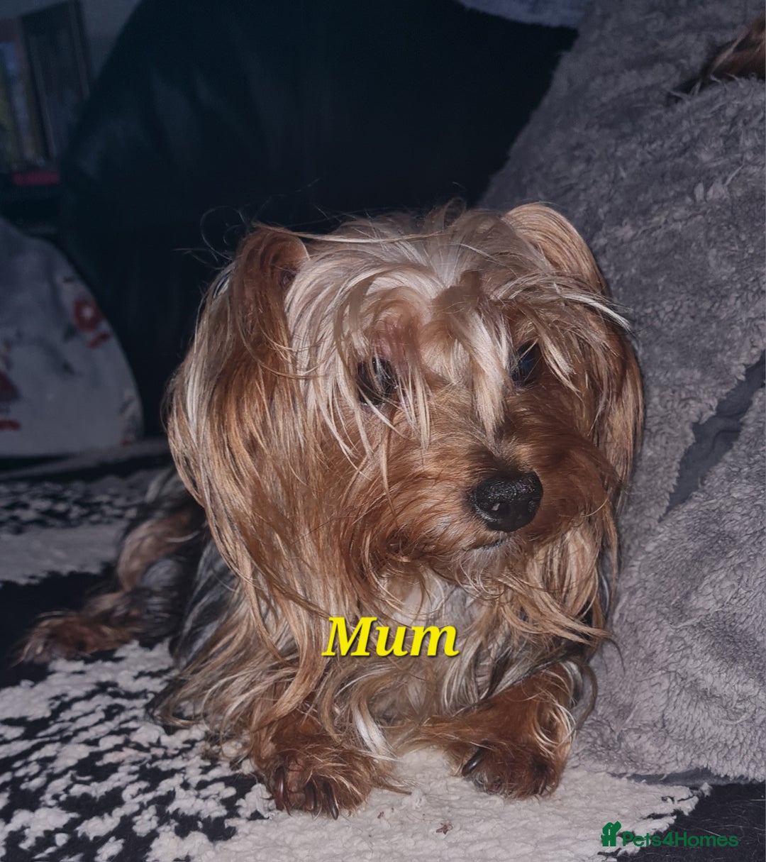 Mixed Breed dogs for sale: Yorkie cross tibetan spaniel  - Image 6