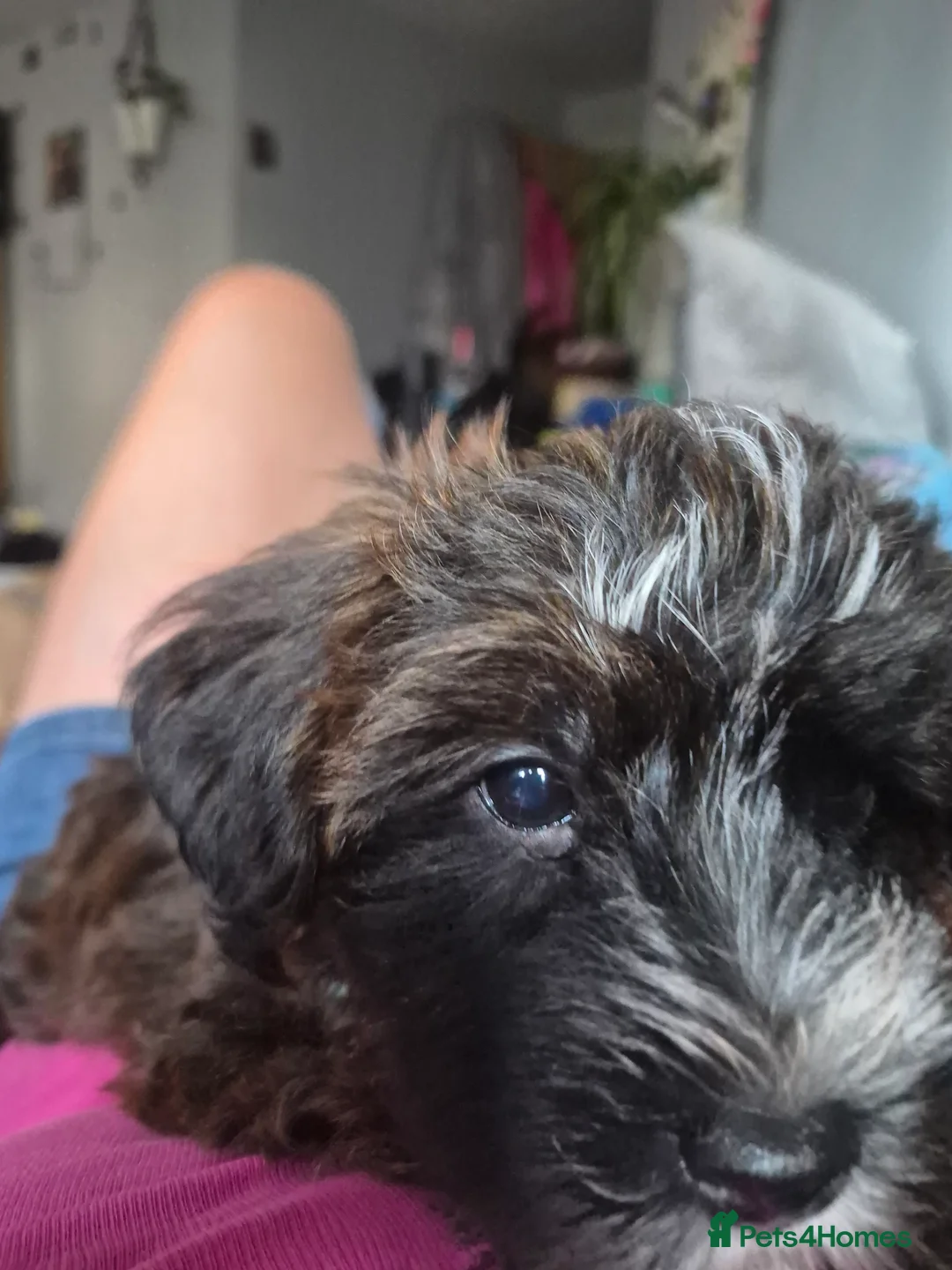 Mixed Breed dogs for sale: 🐾 3 CAVORKIE BOYS READY FOR FOREVER HOMES! 🐾 in Enfield - Advert 2