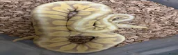 Mixed Breed reptiles for sale: Rescue/Rehome and Rehabilitation - Advert 3