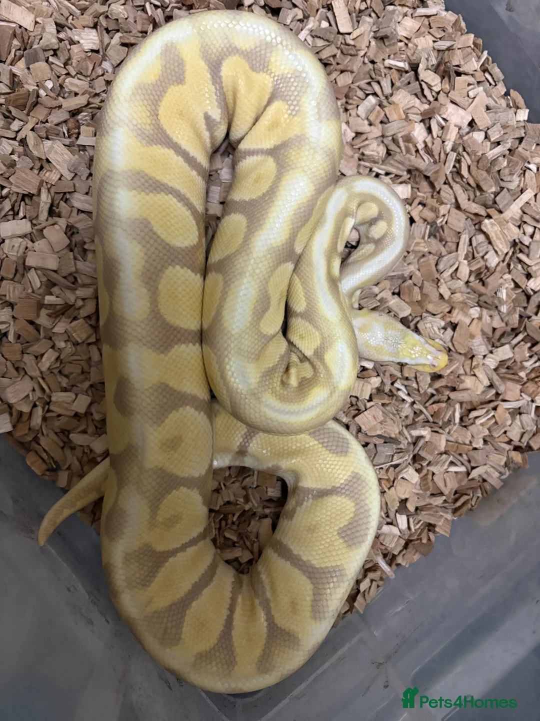 Mixed Breed reptiles for sale: Rescue/Rehome and Rehabilitation - Advert 3