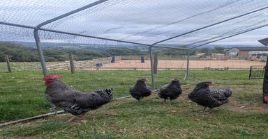 Chickens poultry - Advert 7