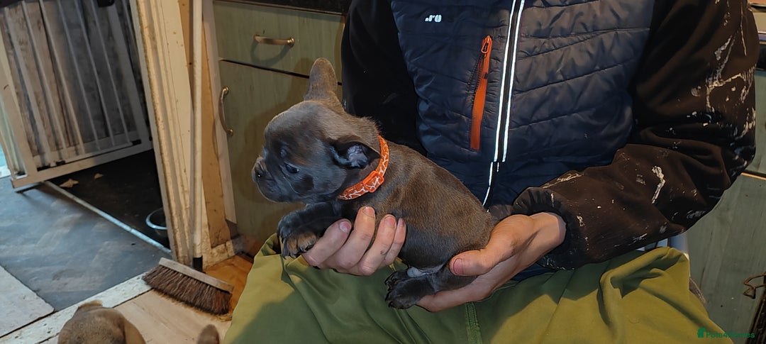 French Bulldog dogs for sale: French Bulldog puppies - Advert 3