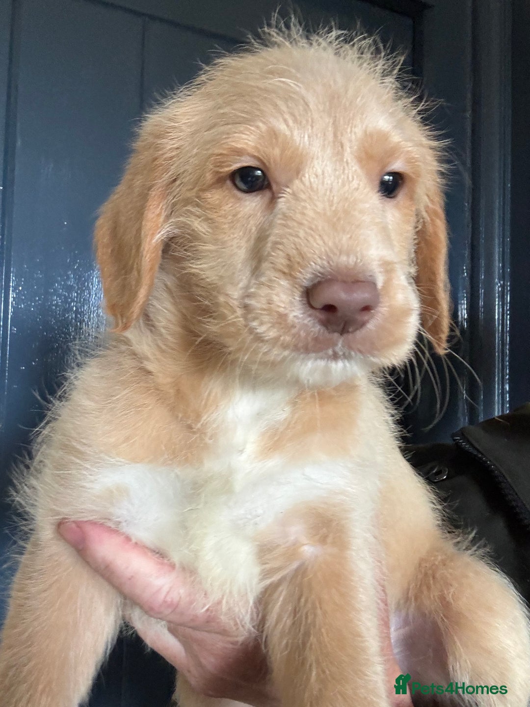 Australian Labradoodle dogs for sale: Stunning Multigen Mini Australian Labradoodle mix. - Image 10